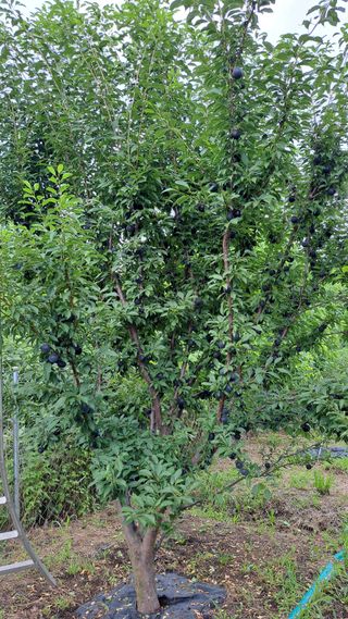 주윤발이님의 자두 · 영농일지 작성글 사진