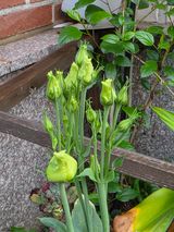 팜모닝 기타작물·영농일지 게시글 이미지