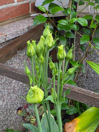허인녕님의 기타작물 · 영농일지 작성글 사진
