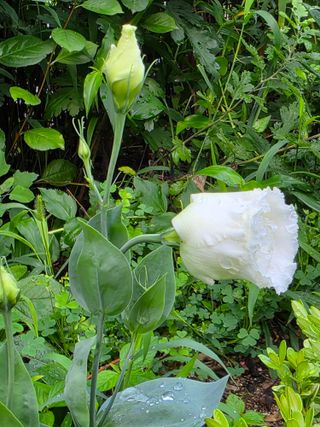 허인녕님의 기타작물 · 영농일지 작성글 사진