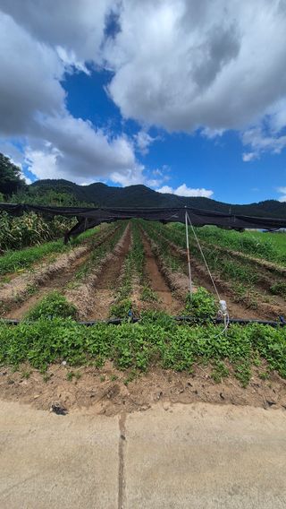 임상옥님의 기타작물 · 영농일지 작성글 사진