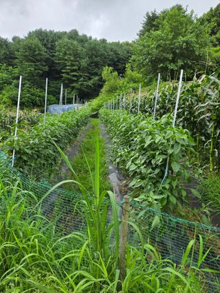 임대운님의 복숭아 · 영농일지 작성글 사진
