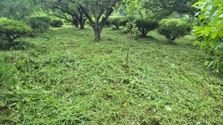 또배워님의 매실 · 영농일지 작성글 사진