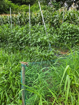 임대운님의 복숭아 · 영농일지 작성글 사진