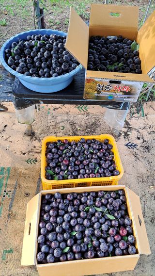 주윤발이님의 자두 · 영농일지 작성글 사진