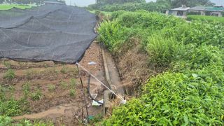 임상옥님의 기타작물 · 영농일지 작성글 사진