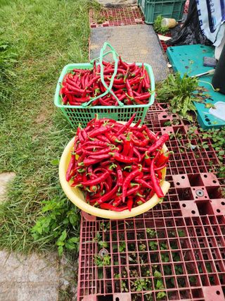  청계유정란 박진균님의 고추 · 영농일지 작성글 사진