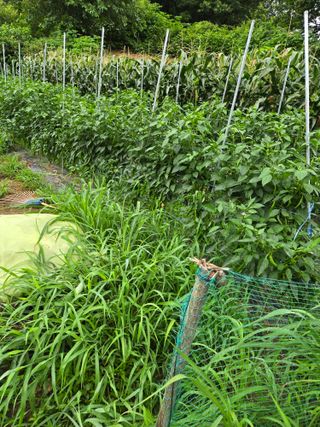 임대운님의 복숭아 · 영농일지 작성글 사진