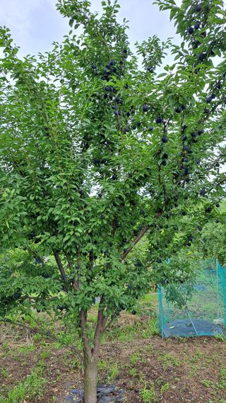 주윤발이님의 자두 · 영농일지 작성글 사진