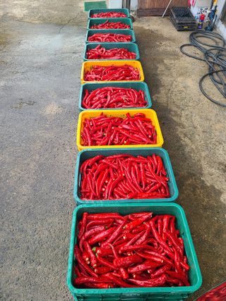 고추님의 참깨 · 영농일지 작성글 사진