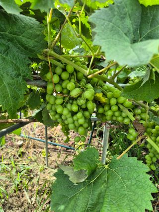 박순례님의 포도 · 영농일지 작성글 사진