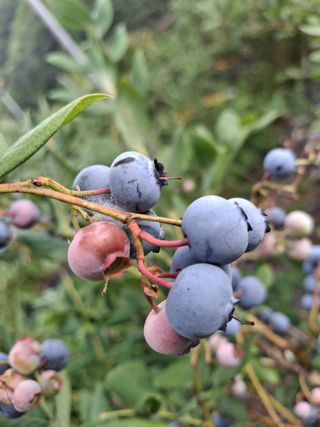 황인근님의 블루베리 · 영농일지 작성글 사진