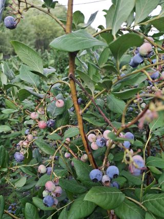 황인근님의 블루베리 · 영농일지 작성글 사진