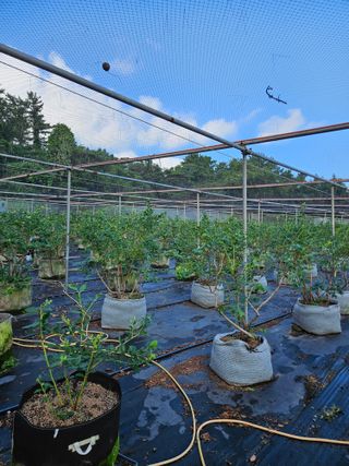 제주 지안이네농장님의 기타작물 · 영농일지 작성글 사진