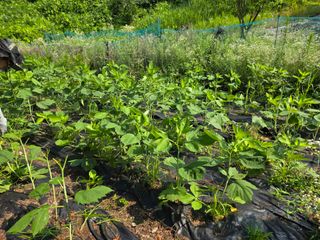 이종애님의 기타작물 · 영농일지 작성글 사진