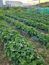 팜모닝 고구마·영농일지 게시글 이미지