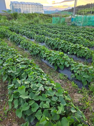 포항종미님의 고구마 · 영농일지 작성글 사진