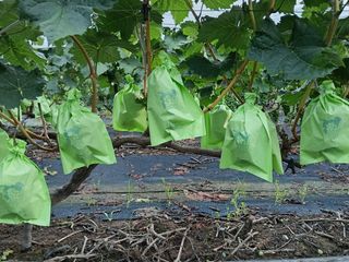 상훈경영체등록5년차님의 포도 · 영농일지 작성글 사진