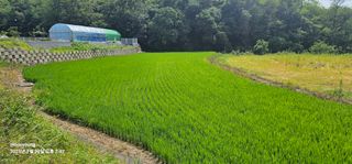 초보농부님의 벼 · 영농일지 작성글 사진