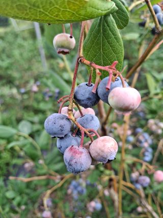 황인근님의 블루베리 · 영농일지 작성글 사진