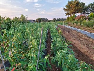 체리123님의 참깨 · 영농일지 작성글 사진