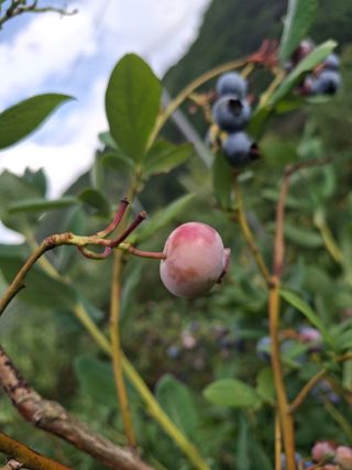 황인근님의 블루베리 · 영농일지 작성글 사진