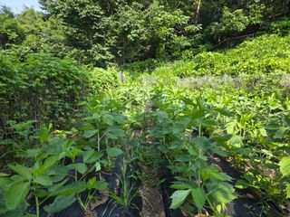 이종애님의 기타작물 · 영농일지 작성글 사진