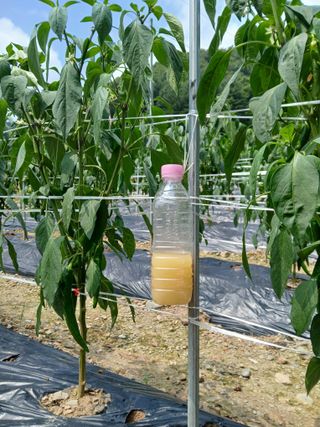 인생은 소풍처럼님의 고추 · 영농일지 작성글 사진