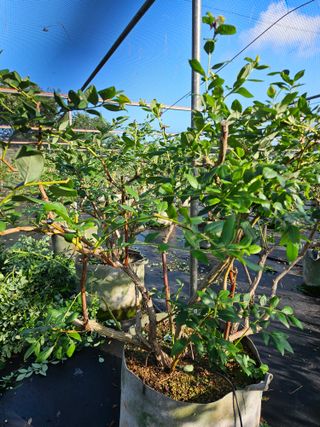 제주 지안이네농장님의 기타작물 · 영농일지 작성글 사진