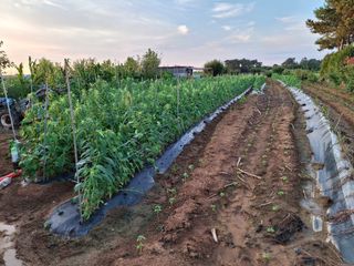 체리123님의 참깨 · 영농일지 작성글 사진