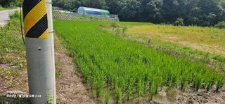 초보농부님의 벼 · 영농일지 작성글 사진