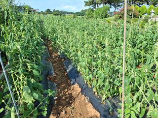 체리123님의 참깨 · 영농일지 작성글 사진