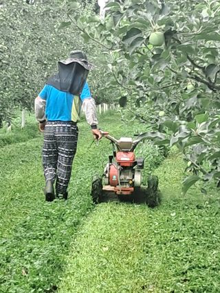 양배추20804님의 사과 · 영농일지 작성글 사진