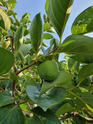 서선옥님의 감 · 영농일지 작성글 사진