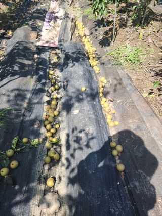 알 수 없음님의 배 · 영농일지 작성글 사진