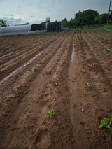 팜모닝 들깨·영농일지 게시글 이미지