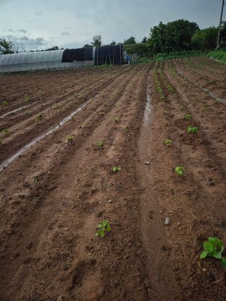 김기철님의 들깨 · 영농일지 작성글 사진