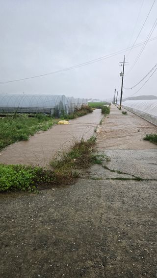 고철규님의 기타작물 · 영농일지 작성글 사진
