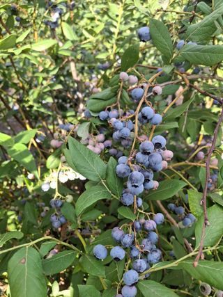 황인근님의 블루베리 · 영농일지 작성글 사진