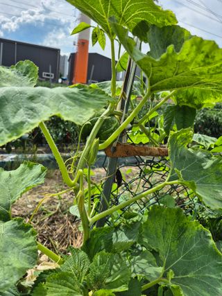 박순례님의 포도 · 영농일지 작성글 사진