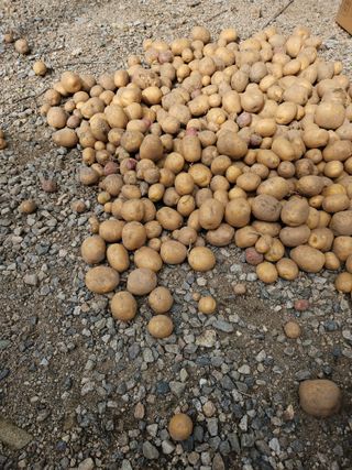 내땅님의 감자 · 영농일지 작성글 사진