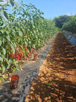 정의영님의 기타작물 · 영농일지 작성글 사진