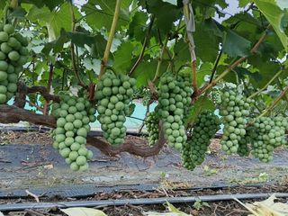 상훈경영체등록5년차님의 포도 · 영농일지 작성글 사진