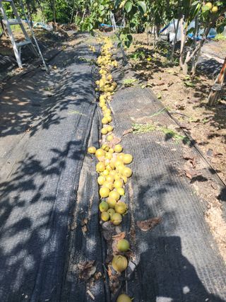 알 수 없음님의 배 · 영농일지 작성글 사진