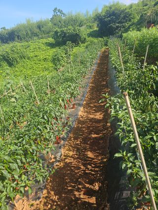 정의영님의 기타작물 · 영농일지 작성글 사진