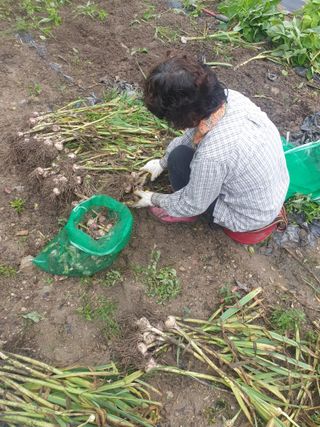 조완영님의 기타작물 · 영농일지 작성글 사진