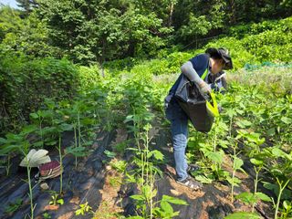 이종애님의 기타작물 · 영농일지 작성글 사진