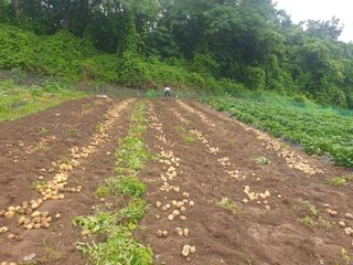조완영님의 기타작물 · 영농일지 작성글 사진