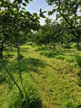 팜모닝 감·영농일지 게시글 이미지