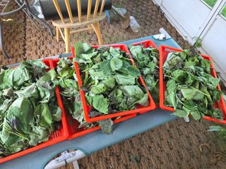 이종애님의 기타작물 · 영농일지 작성글 사진